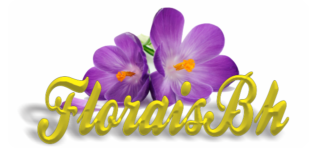 Florais BHFlorais BH - Bem vindo a Florais BH - E-mail: floraisbh@floraisbh.com.br Celular: (31) 99207-2839 (whatsapp) Bairro: Gutierrez - BH/MG